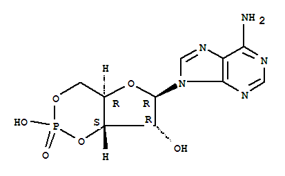 3.5-环磷酸腺苷
