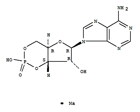 腺苷3' 5'环磷酸