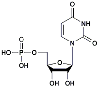 尿苷-5ˊ-一磷酸