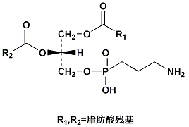 磷酯酰乙醇胺
