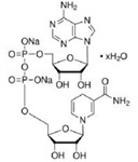 β-烟酰胺腺嘌呤二核苷酸二钠盐 NADH