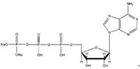 6）三磷酸腺苷二钠  ATP