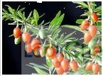 枸杞提取物Barbary Wolfberry FruitP.E.
